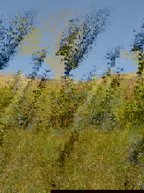 Nsia Farnsberg Extensiv SVS