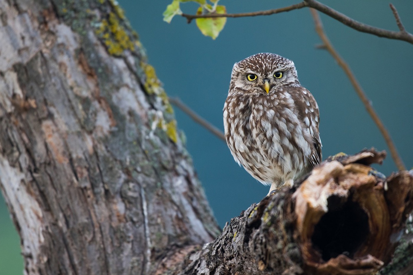 Dank der hartnäckigen Arbeit des BirdLife-Netzwerks brütet der Steinkauz wieder in der Nordwestschweiz. © Martin Becker