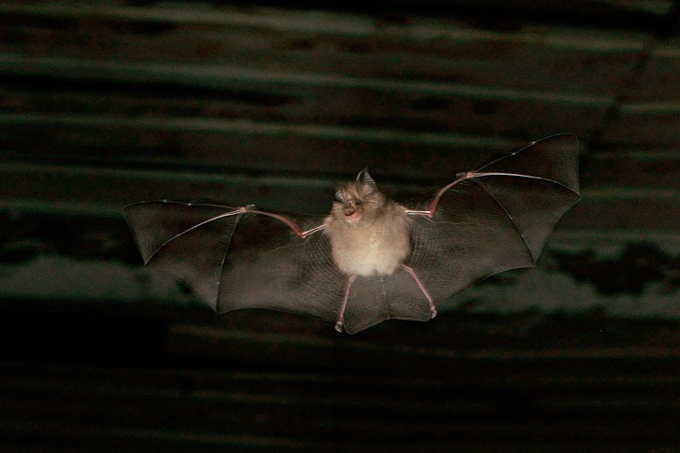 Die Kleine Hufeisennase ist auf geeignete Flugkorridore angewiesen. © Marko König