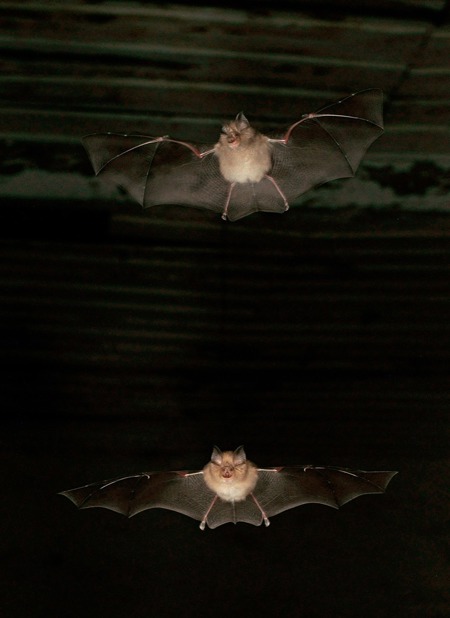 Fliegen entlang von Korridoren