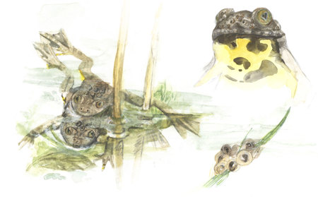 Gelber Bauch als Warnung