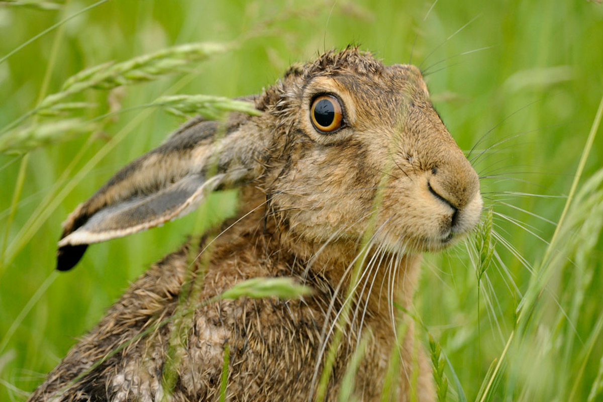 Feldhase Neusiedlersee Rolfkunz