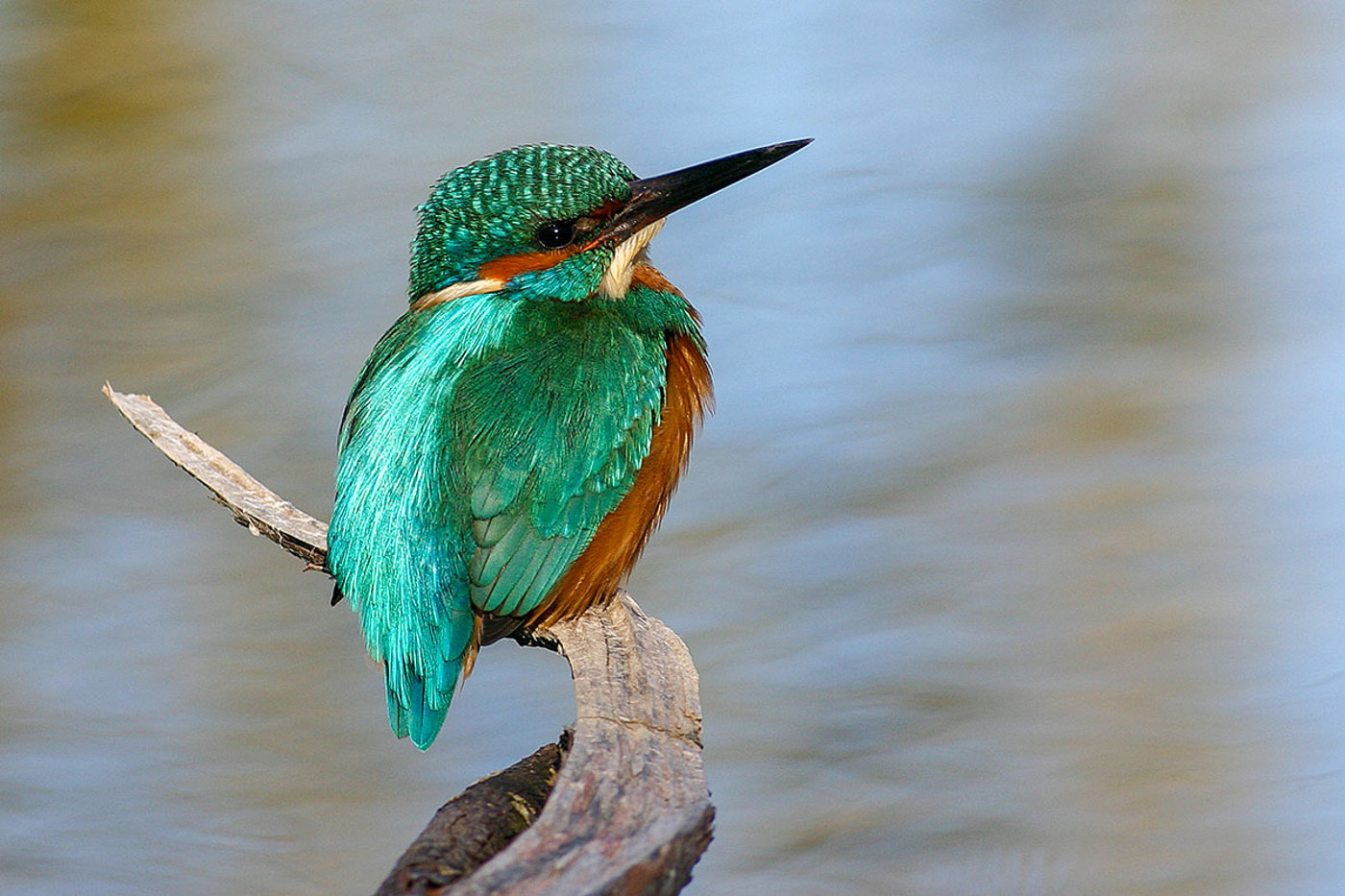 © Carl'Antonio Balzari 