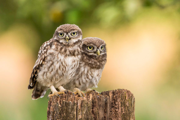 Steinkauz Wittlich 0364