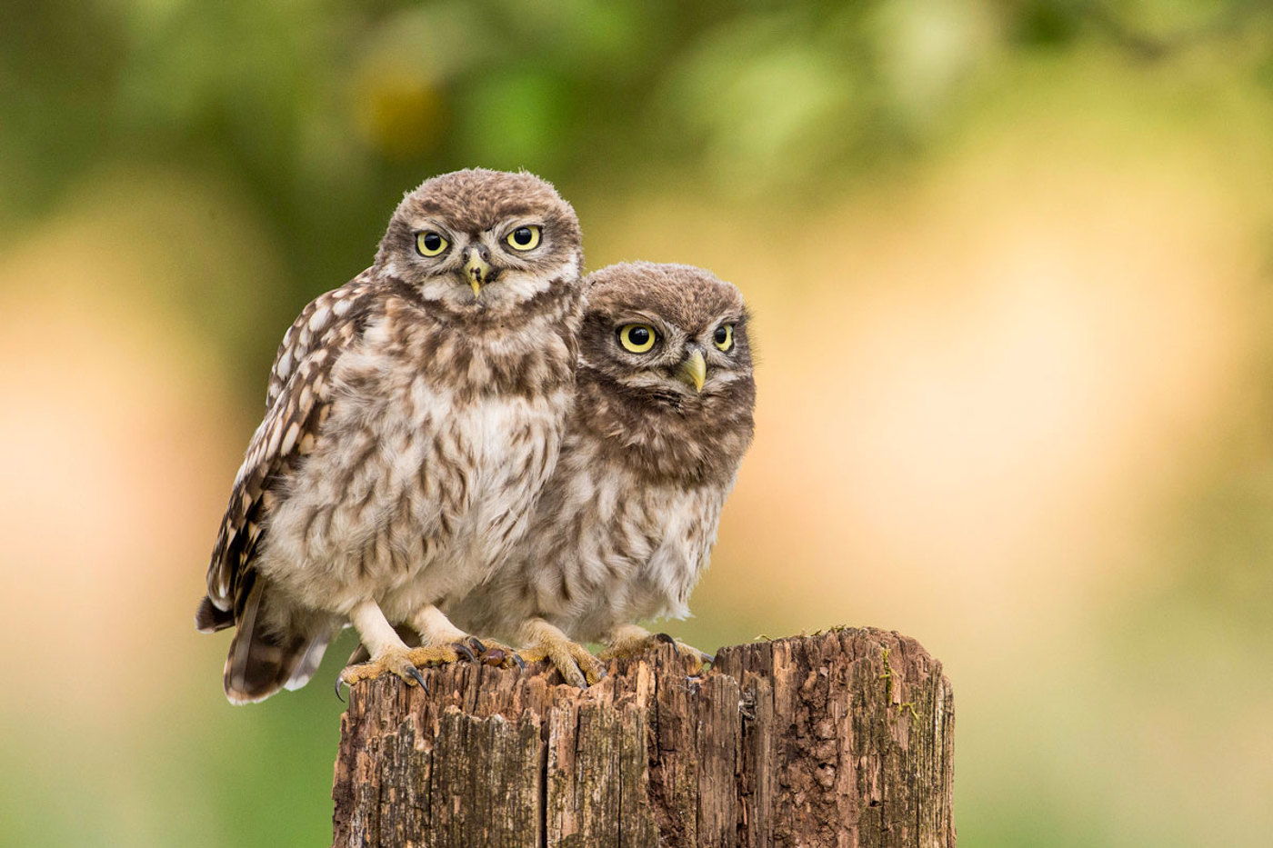 Dank den Artenförderungsmassnahmen von BirdLife und Ficedula zählt die Tessiner Steinkauzpopulation heute wieder über 20 Brutpaare. © Martin Becker
