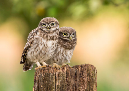 Das Tessin als Vorreiter