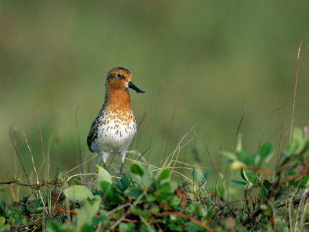 «Spoony», die bedrohteste Limikole der Welt