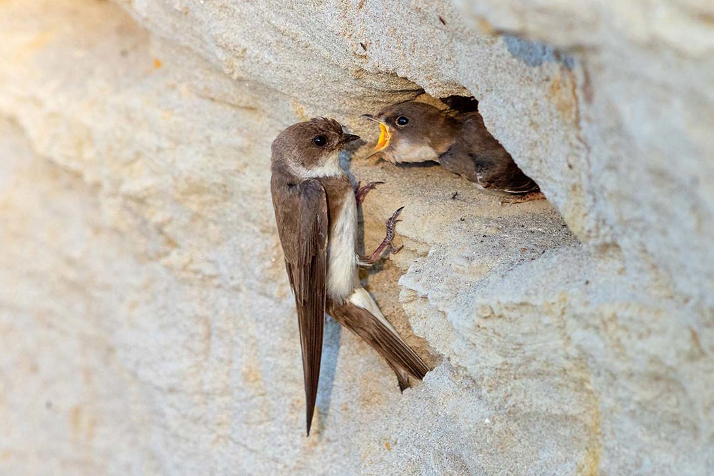 Uferschwalben brüten in 70 cm tiefen, selbst gegrabenen Bruthöhlen in Sandwänden.  © Mathias Schäf