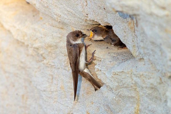 Uferschwalbe OM1X0868 Schaef