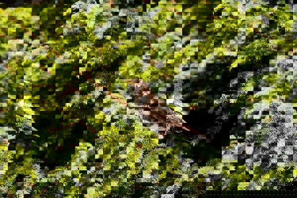 Roteliste Ringdrossel080621083552 01