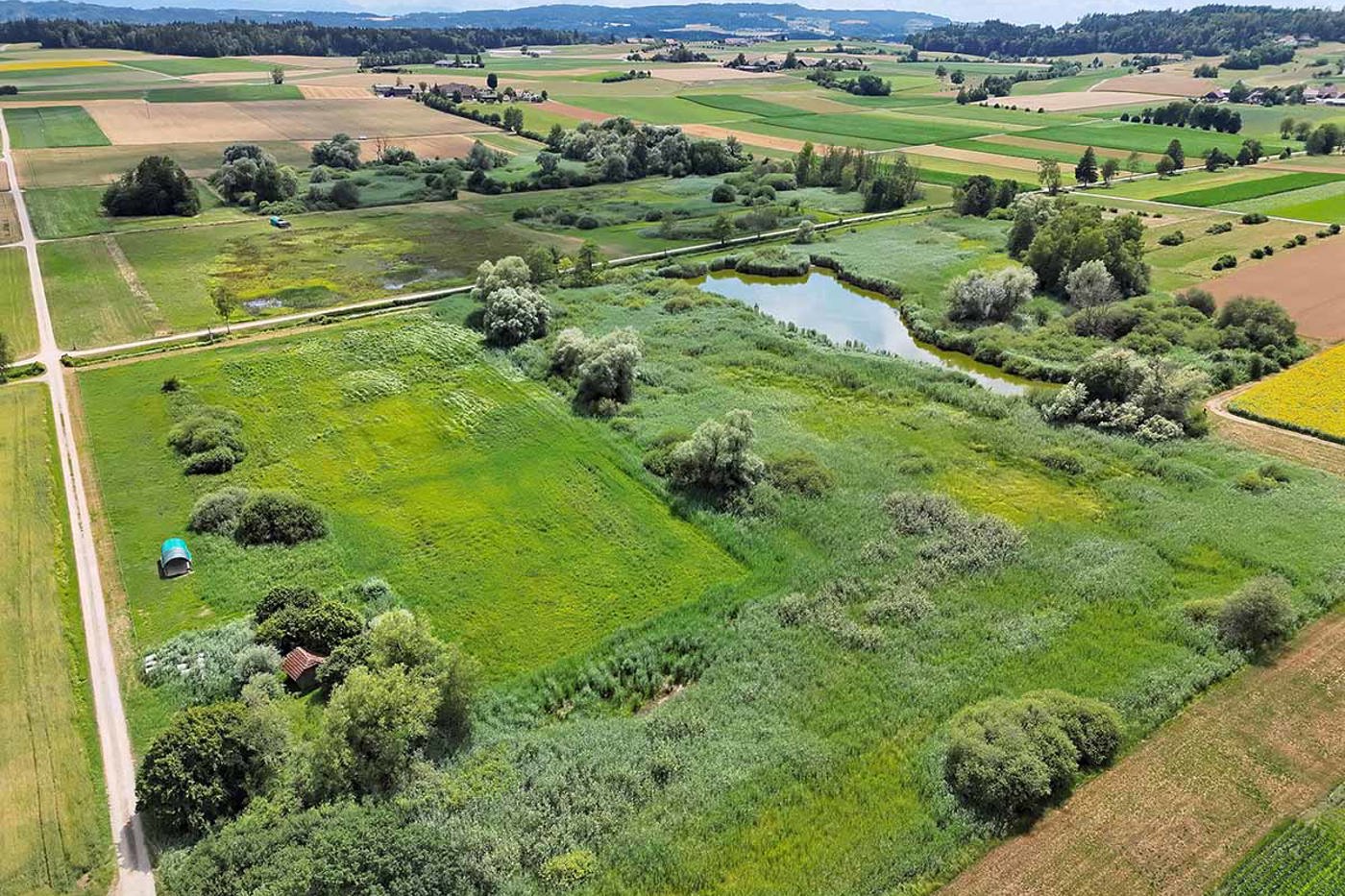 Naturoase im Limpachtal: das Wengimoos. © Julia Miéville 