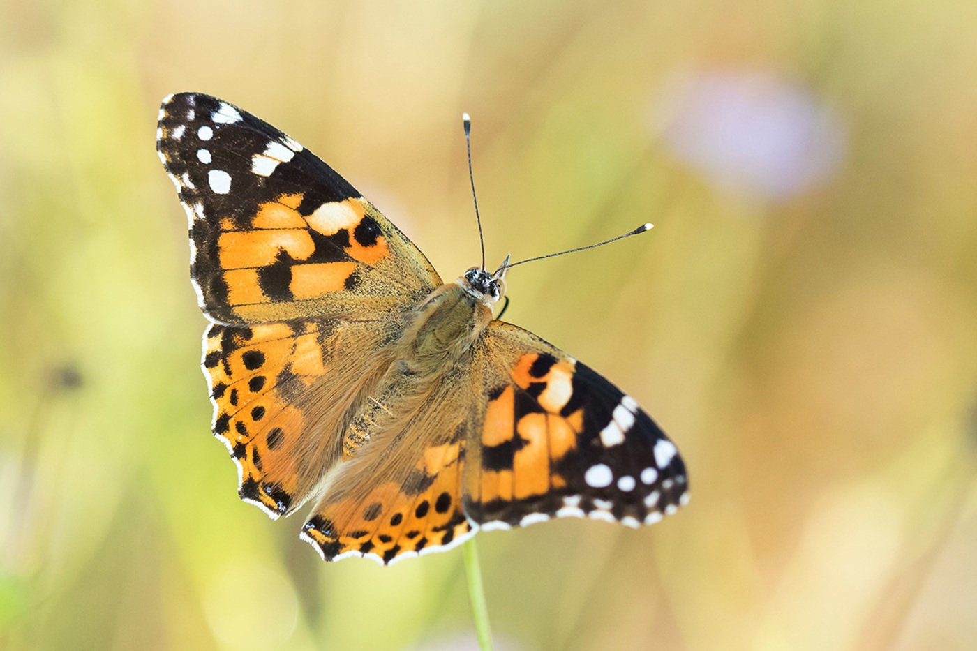 Einige Distelfalter fliegen quer über den Atlantik. © Ralph Martin 