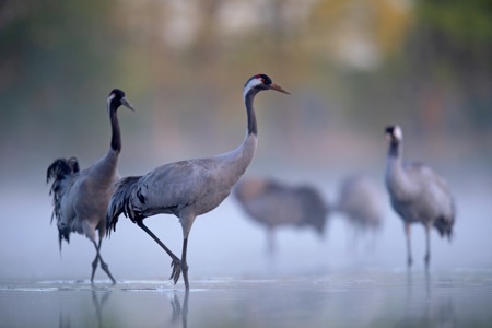 Die Glücksvögel  kommen