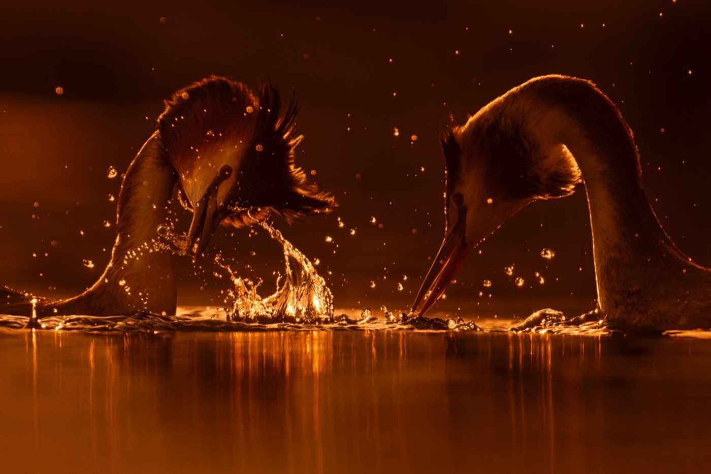 Haubentaucher führen faszinierende Balztänze aus. © Nicolas Stettler (alle)