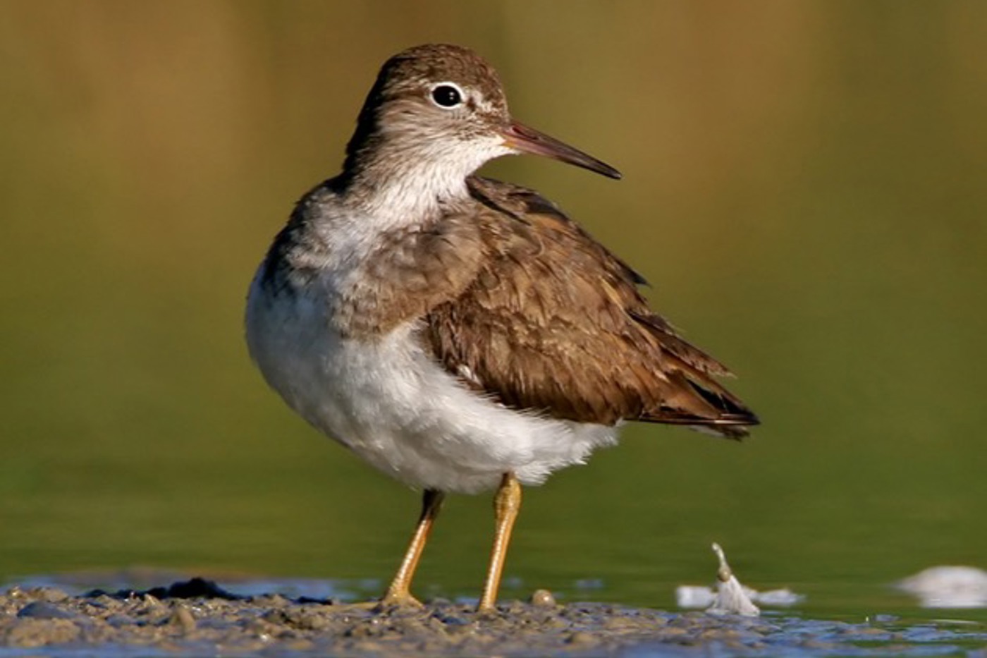 Flussuferläufer. © Mathias Schäf