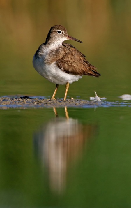 Gesucht: ruhige Auen