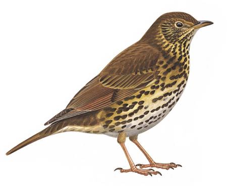 Mistel- und Singdrossel