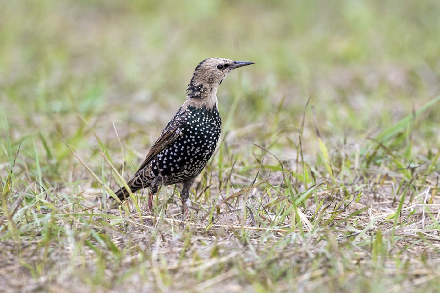 Dieser Star mausert vom grauen Jugendkleid ins adulte Gefieder. Die Mauser ist auf der Unterseite fast abgeschlossen. Die neuen Federn tragen einen weis­sen Punkt an der Spitze, der sich im Winter abnutzt. Das «Prachtkleid» im Frühling kommt also durch Abnutzung zustande und nicht durch eine Mauser. © Michael Gerber