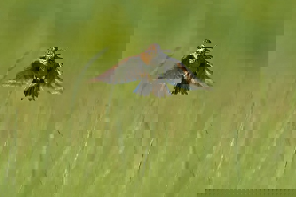 CH Feldlerche MK2N 17102