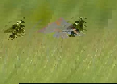 Felder voller Lerchen