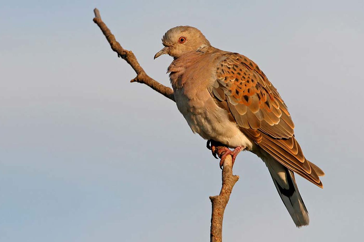 In manchen Ländern ging der Turteltauben-Bestand um 99 % zurück. Das Hauptproblem ist in der Zerstörung der Lebensräume zu suchen. Die nicht nachhaltige Jagd kommt an zweiter Stelle.  © mauritius images