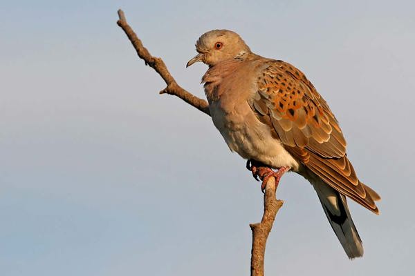 Mauritius Images IB13520152