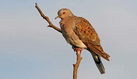 Vereinter Einsatz für die Liebestaube