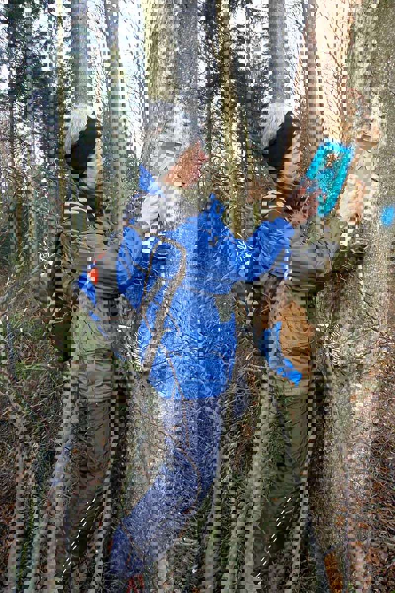 Spechtbaummarkieren Majasuter