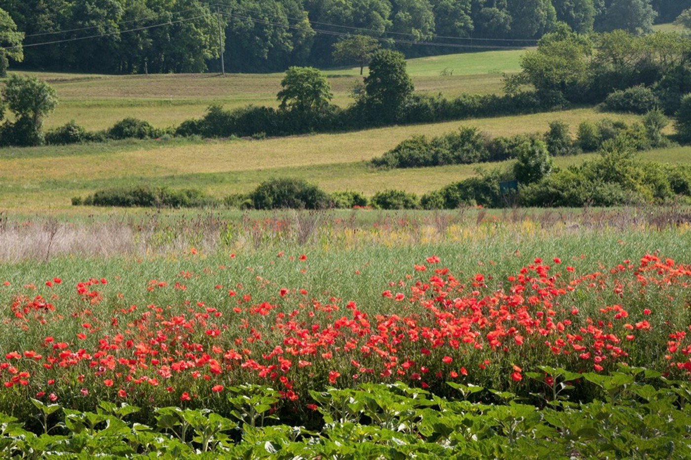 Nur in wenigen Vernetzungsprojekten profitieren Ziel- und Leitarten von den Massnahmen. So vorbildlich aufgewertete Ackerlandschaften wie hier im Klettgau SH sind grosse Ausnahmen. © Markus Jenny