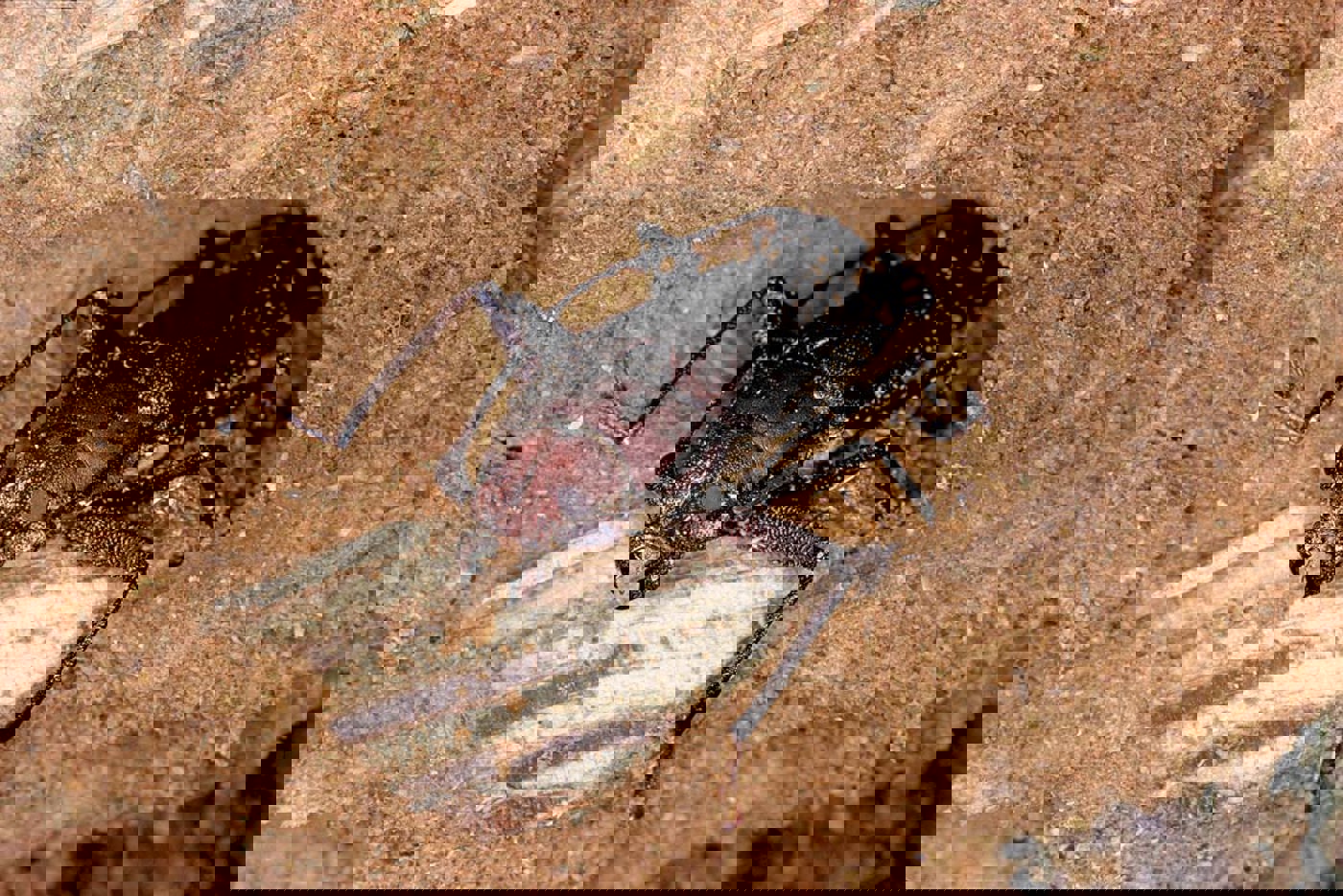 S19 21 Ergates Faber