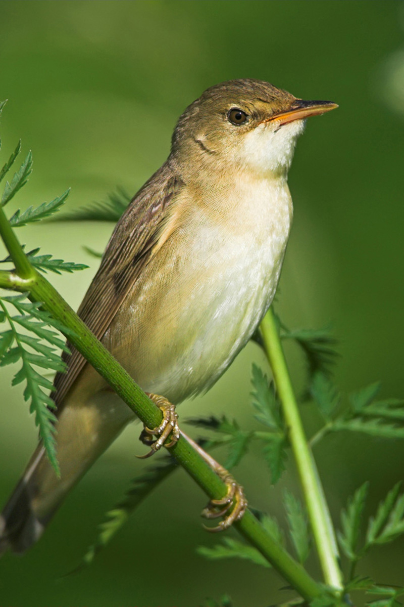 Sumpfrohrsaenger Mschaef