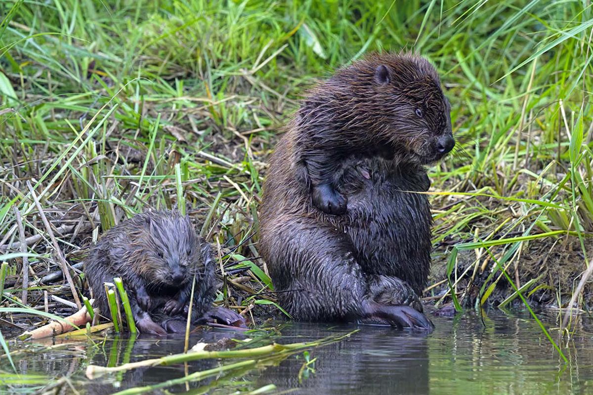 Biber Mit Jungem La Sauge CAB