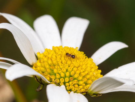 Die Ameise, die keine ist