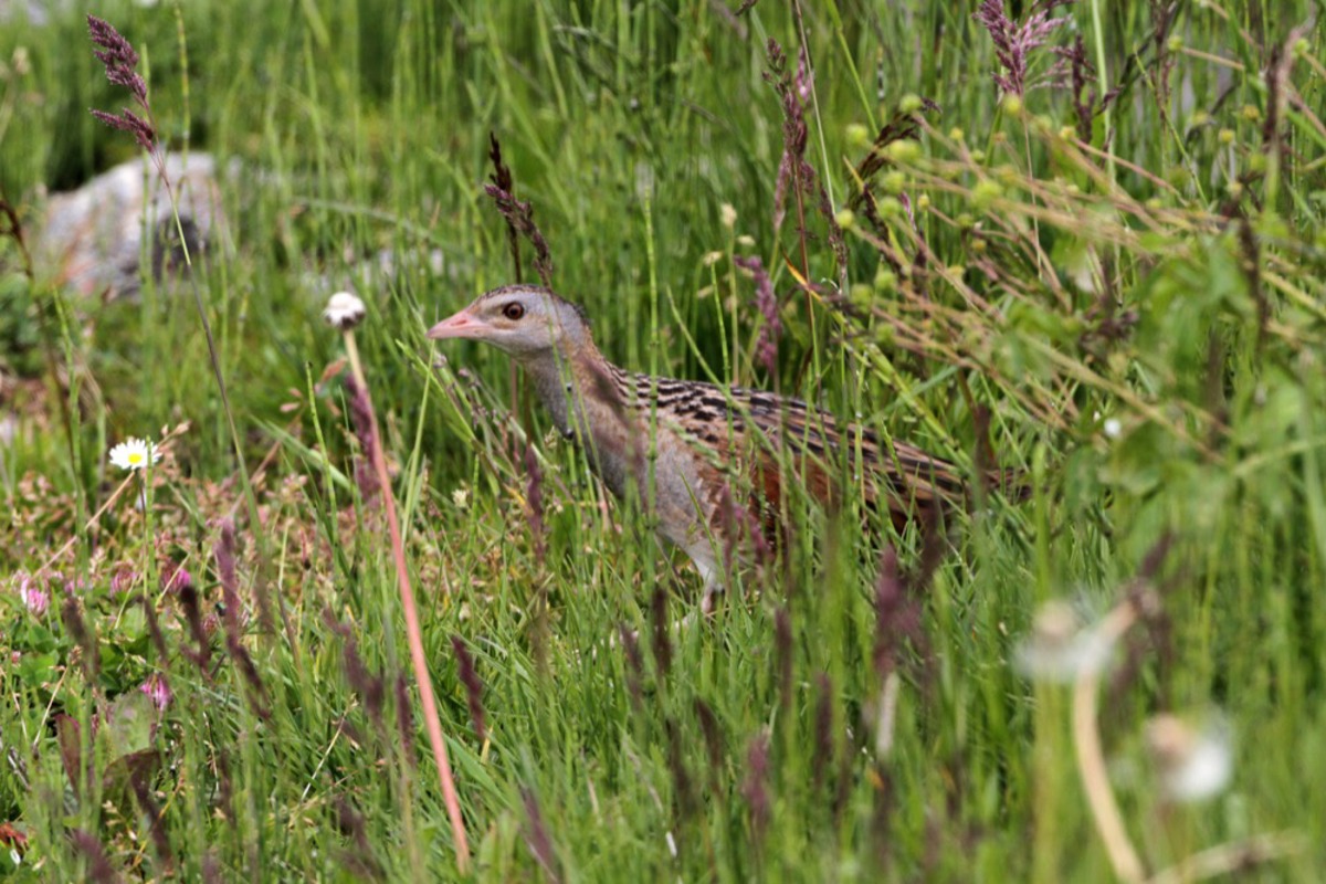 WK Crex Lionelmaumary