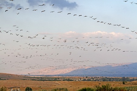 Unterernährte Pelikane