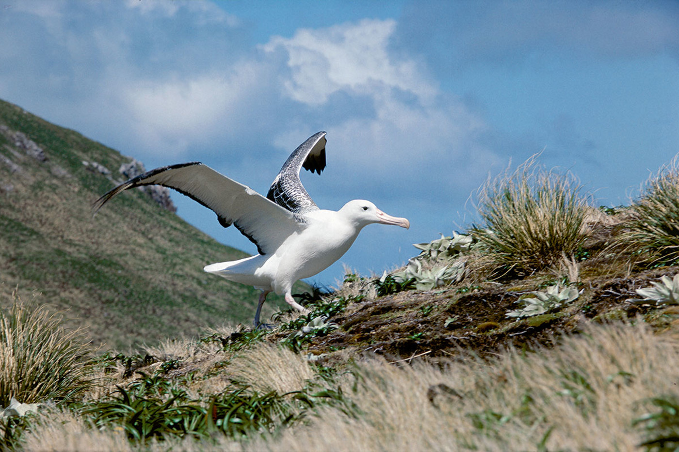 Königsalbatros © Beat Wartmann