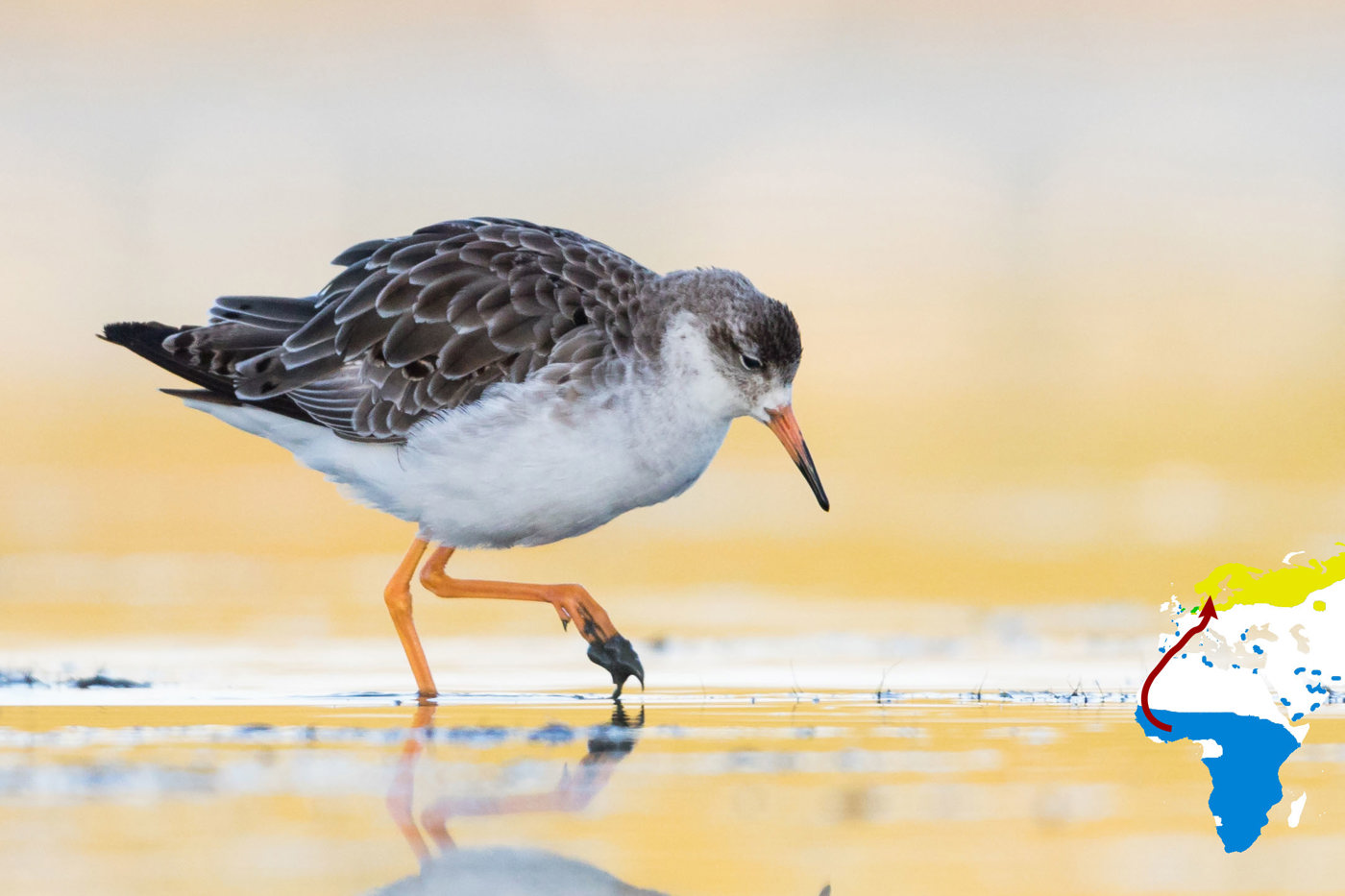 Der Kampfläufer gehört bei uns zu den häufigeren durchziehenden Limikolen. © Ralph Martin