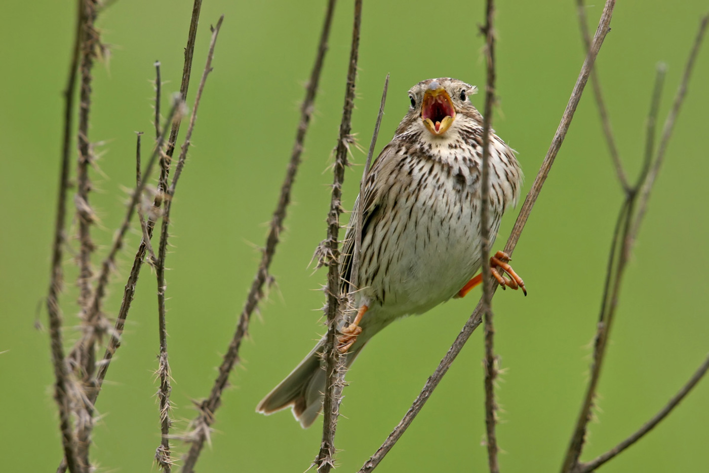 In der Schweiz kann man das Lied der Grauammer, das an einen klirrenden Schlüsselbund erinnert, fast nirgends mehr hören. Das soll sich wieder ändern. © Mathias Schäf