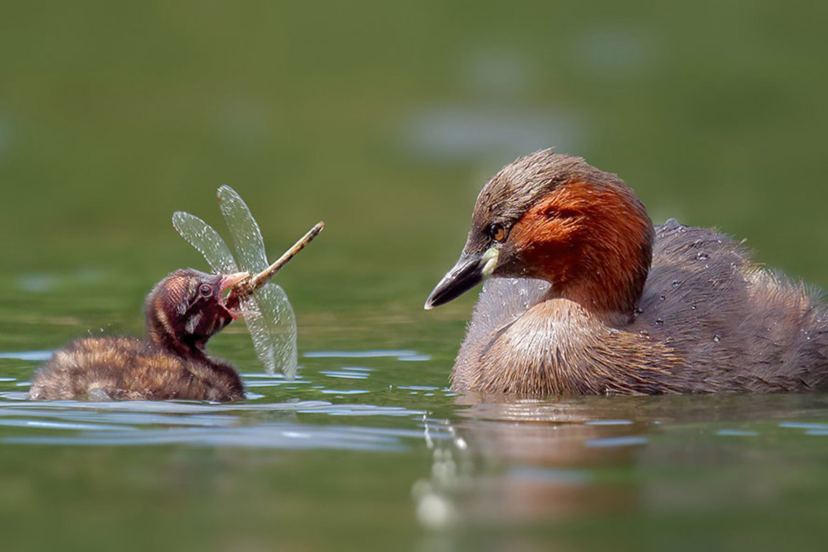 Zwergtaucherjunges Frisst Libelle P1100526 Vj2017