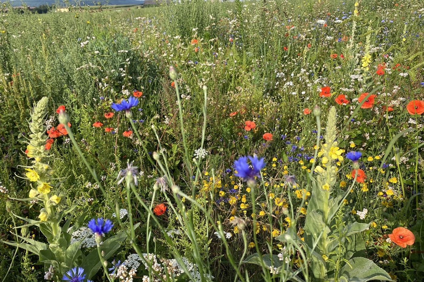 Es blüht im Melerfeld – hier etwa in einer Rotationsbrache auf dem Eichhof.  © Fotos Markus Kasper (alle)