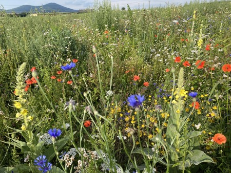 Neues Leben im Melerfeld