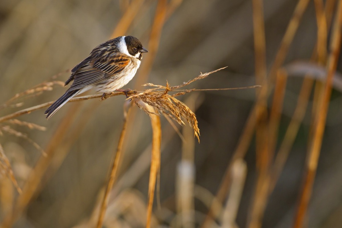 NAT Rohrammer Schaef