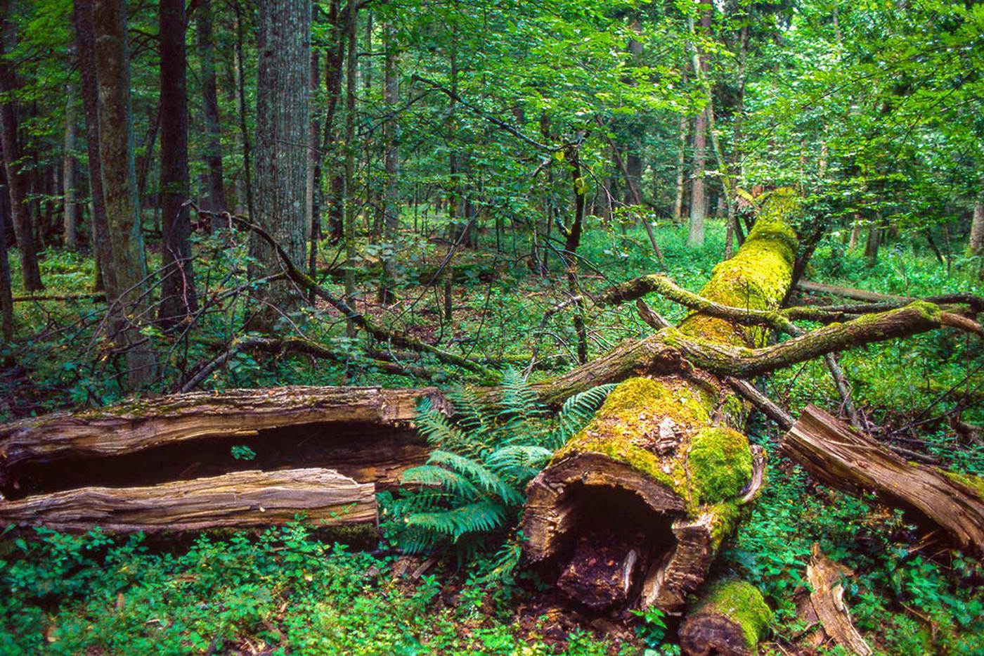 Der Urwald von Białowieża ist die Heimat von neun Eulenarten, des Wisents und von neun Spechtarten wie dem Weissrückenspecht. © Ron Giling/mauritius