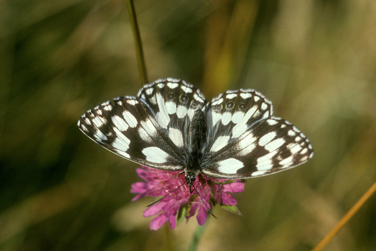 Melanargia Galathea Akrebs