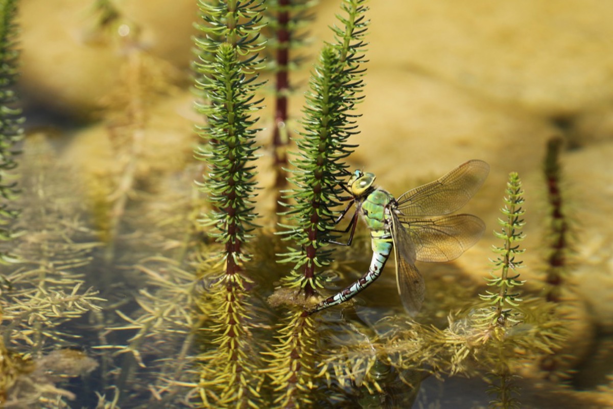 Grosse Königslibelle Dieter Hopf 2698