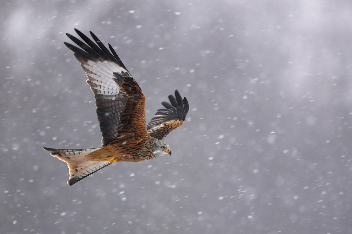 © Danny Green/naturepl.com