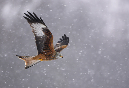 Rote Milane im weissen Schnee