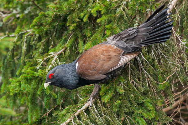 AU Auerhuhn Western Capercaillie Tetrao Urogallus Ssp. Crassirostris, Germany, Adult Male RM 090419 MG 2814 Edit Kopie