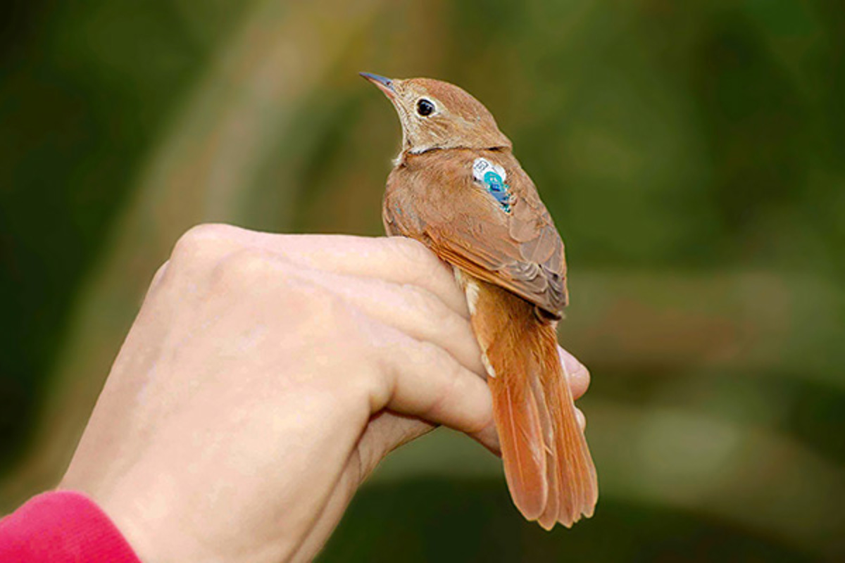 ZV Sprauphilipp 7 Nachtigall Geolocator Anfragen