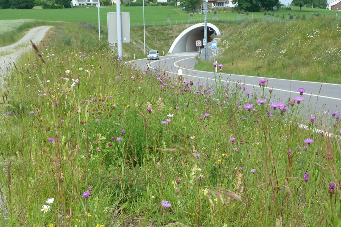 Diese farbenprächtige Wiese entlang einer Strassenböschung wurde mittels einer Heugrassaat angelegt. © Andreas Bosshard (alle)